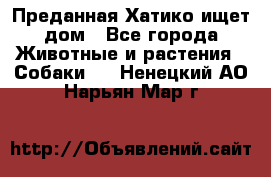 Преданная Хатико ищет дом - Все города Животные и растения » Собаки   . Ненецкий АО,Нарьян-Мар г.